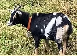 Black-and-white goat standing in tall grass, wearing a red collar.
