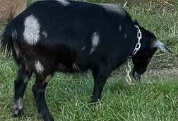 Black goat with white patches grazing in grass, wearing a chain collar.