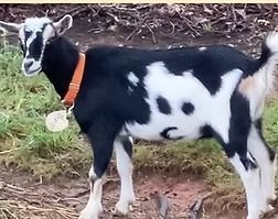 Black and white goat with an orange collar standing on dirt and grass outdoors