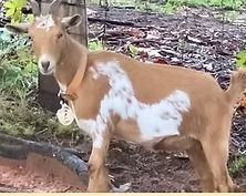 Brown and white goat standing on a leaf-covered path outdoors