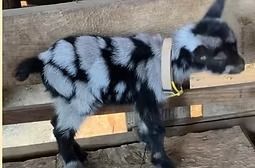 Black-and-white spotted baby goat wearing a yellow collar, standing on a wooden platform.