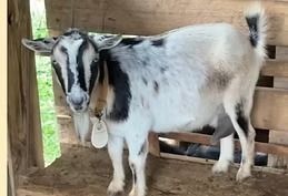 White goat with black markings standing in a wooden stall