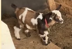 Small brown-and-white goat with a red collar standing on a dirt floor in a barn