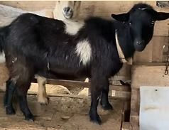 Black goat with white patches standing in a wooden pen