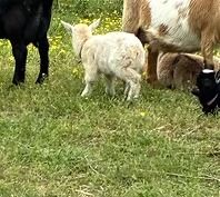 A white lamb stands in a grassy field beside grazing cows.