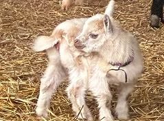 Two baby goats standing close together on straw, one white and one tan, outdoors