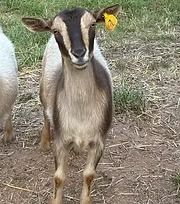 Young brown-and-white goat standing on dirt and grass, facing the camera with a yellow ear tag