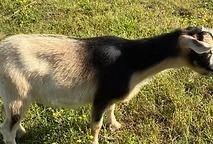 Black-and-tan goat standing in grassy field, side view