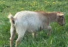 White goat grazing in green grass outdoors