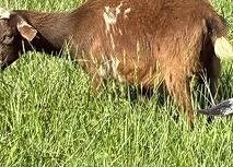 Brown goat standing in tall green grass, grazing outdoors