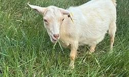 White goat standing in green grass, facing the camera