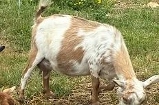 White and brown goat grazing in a grassy field