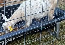 White goat eating from a bowl on a metal platform outdoors behind a fence