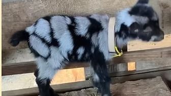 Black-and-white spotted baby goat standing on a wooden plank indoors, wearing a yellow collar