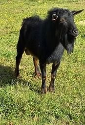 Black goat standing in green grass, facing slightly right