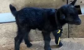 Small black goat standing outdoors on a dirt surface, wearing a yellow halter.