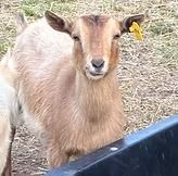 A tan goat with a yellow ear tag stands by a black feeder in a pen.