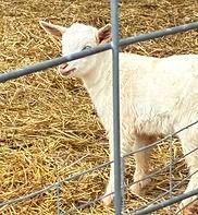 White goat standing behind a metal fence on straw bedding.