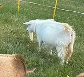White goat grazing in a grassy field, seen from behind, with a brown animal partly visible at left.