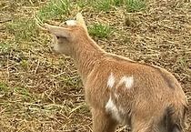 Young brown goat standing in dry grass, looking left with white patches on its side and back