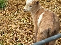Young goat with tan fur and a white stripe, sitting on straw near a metal fence.