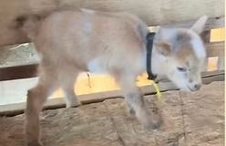 Young goat walking in a pen, light brown with a black collar and yellow tag