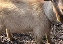 Close-up of a fluffy tan goat standing on gravel, with a white beard visible
