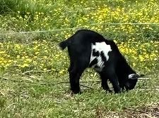Black goat with white markings grazing in a grassy field with yellow flowers