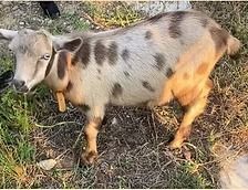 Spotted tan and gray goat standing on dry grass and dirt outdoors.