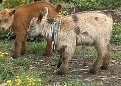 Two donkeys standing on grassy ground, one brown and one gray with a blue collar