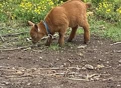 Brown calf grazing on a dirt path beside yellow wildflowers and grass
