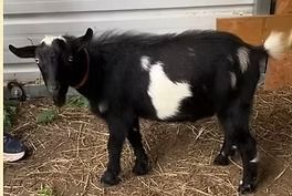 Black-and-white goat standing on straw beside a white wall, wearing a collar and rope tether