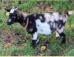 Black-and-white spotted baby goat standing on grass with a collar