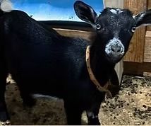 Black goat with a tan collar standing in a barn pen, facing the camera.