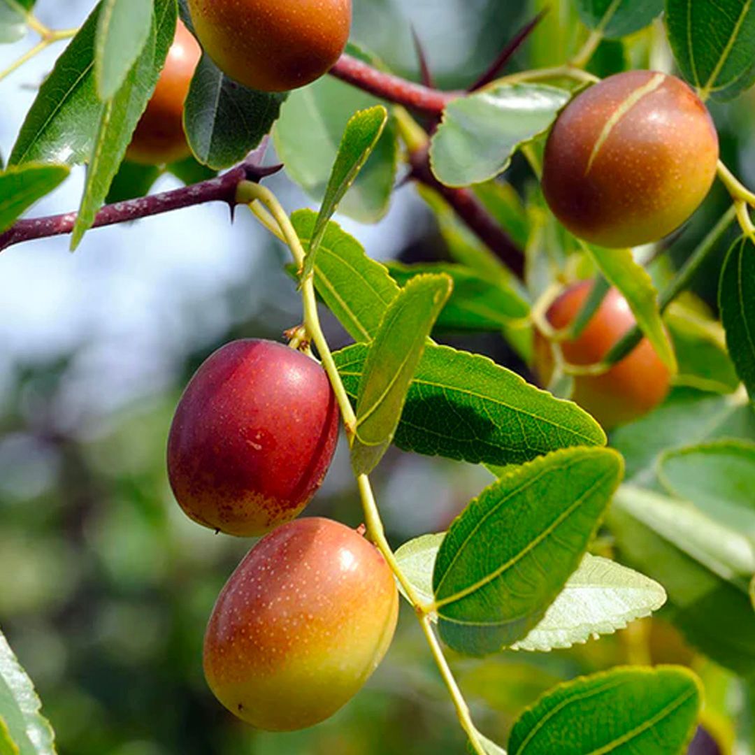Jujube fruit, reddish-brown and ripe, hanging from green-leafed branches.