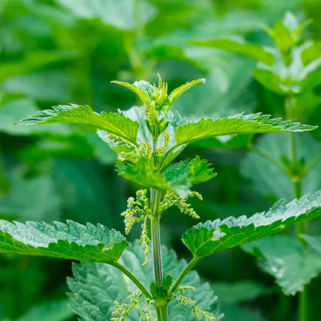 Close-up of vibrant green stinging nettle plant with jagged-edged leaves.