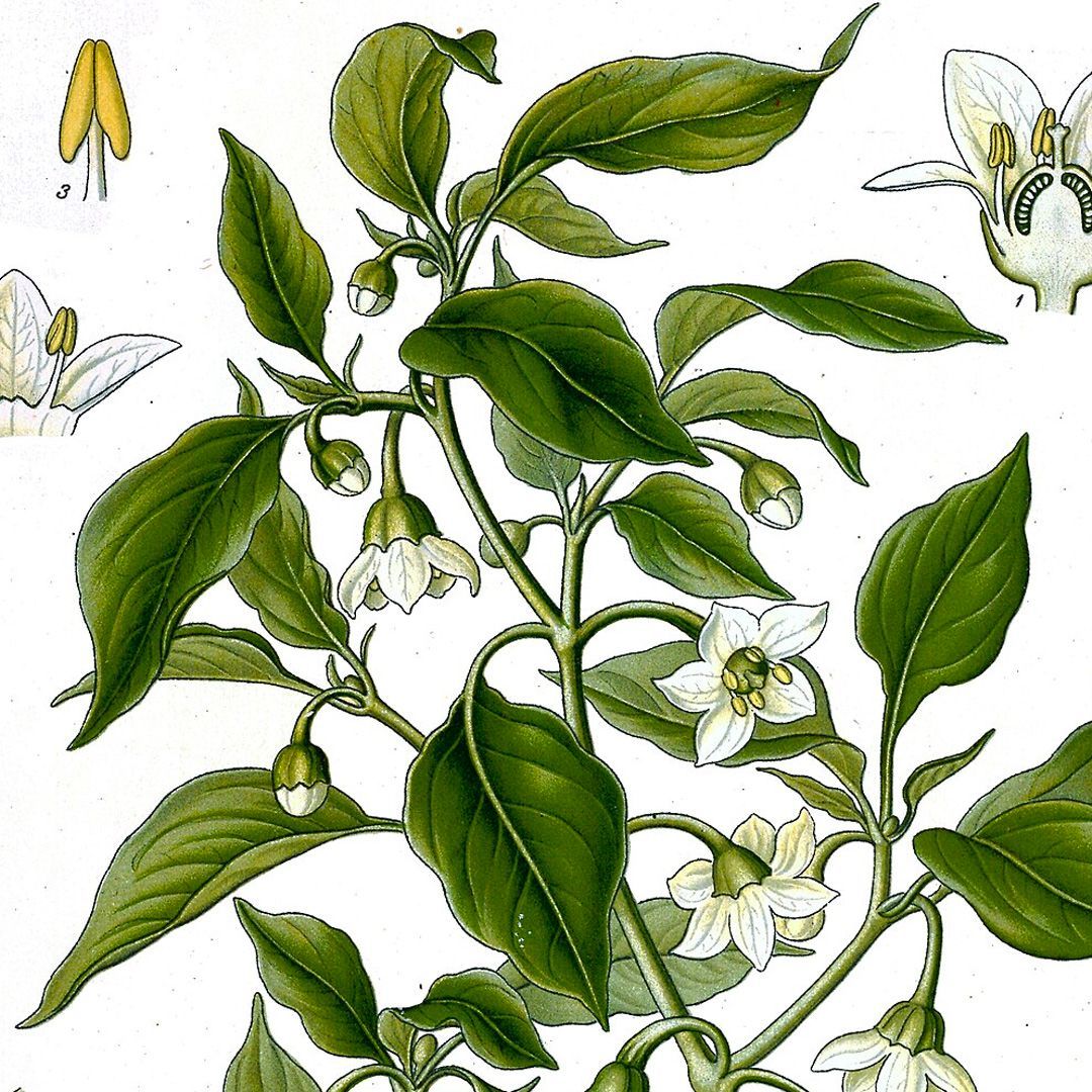 Illustration of a pepper plant with green leaves, white flowers, and detailed flower/pistil diagrams.