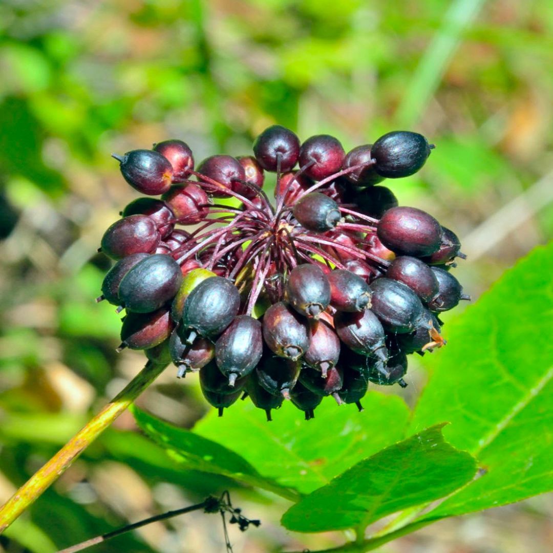 Cluster of dark, round berries on a stem, surrounded by green leaves, in a natural outdoor setting.