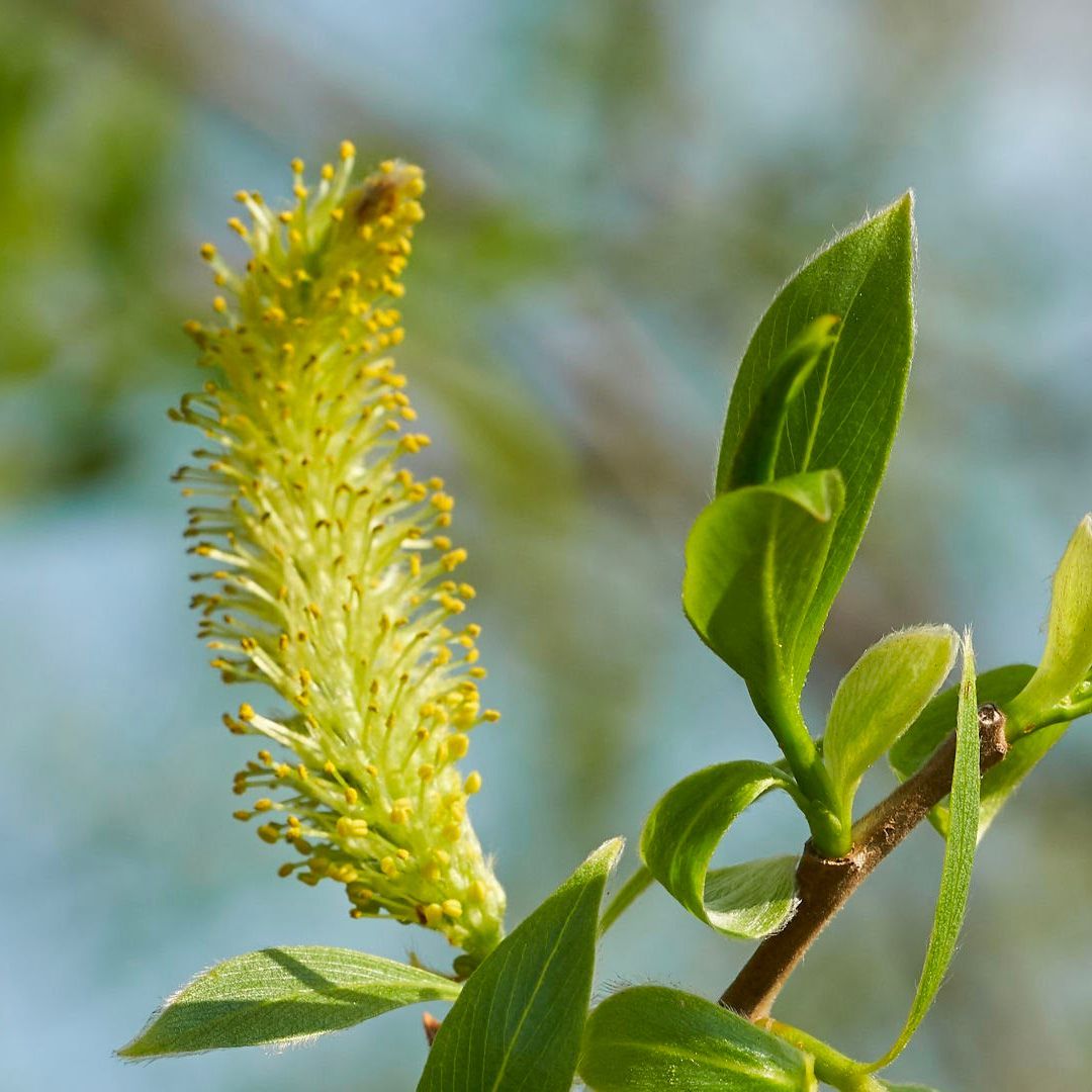 Close-up of a willow branch with a yellow catkin and green leaves against a blurred background.