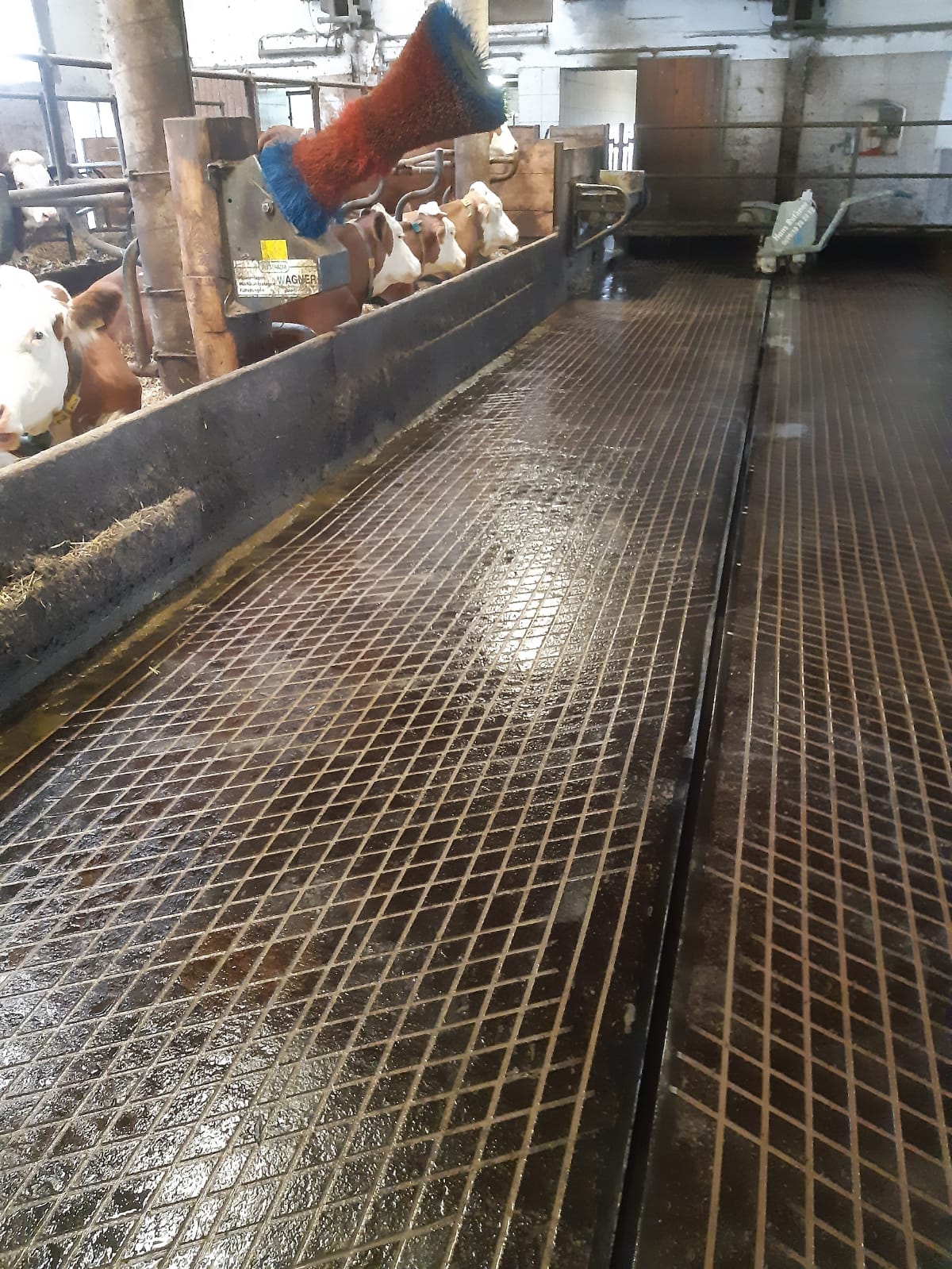 Aufrauen von Stallboden vorher | nachher Aufrauen von Stallboden vorher | nachher