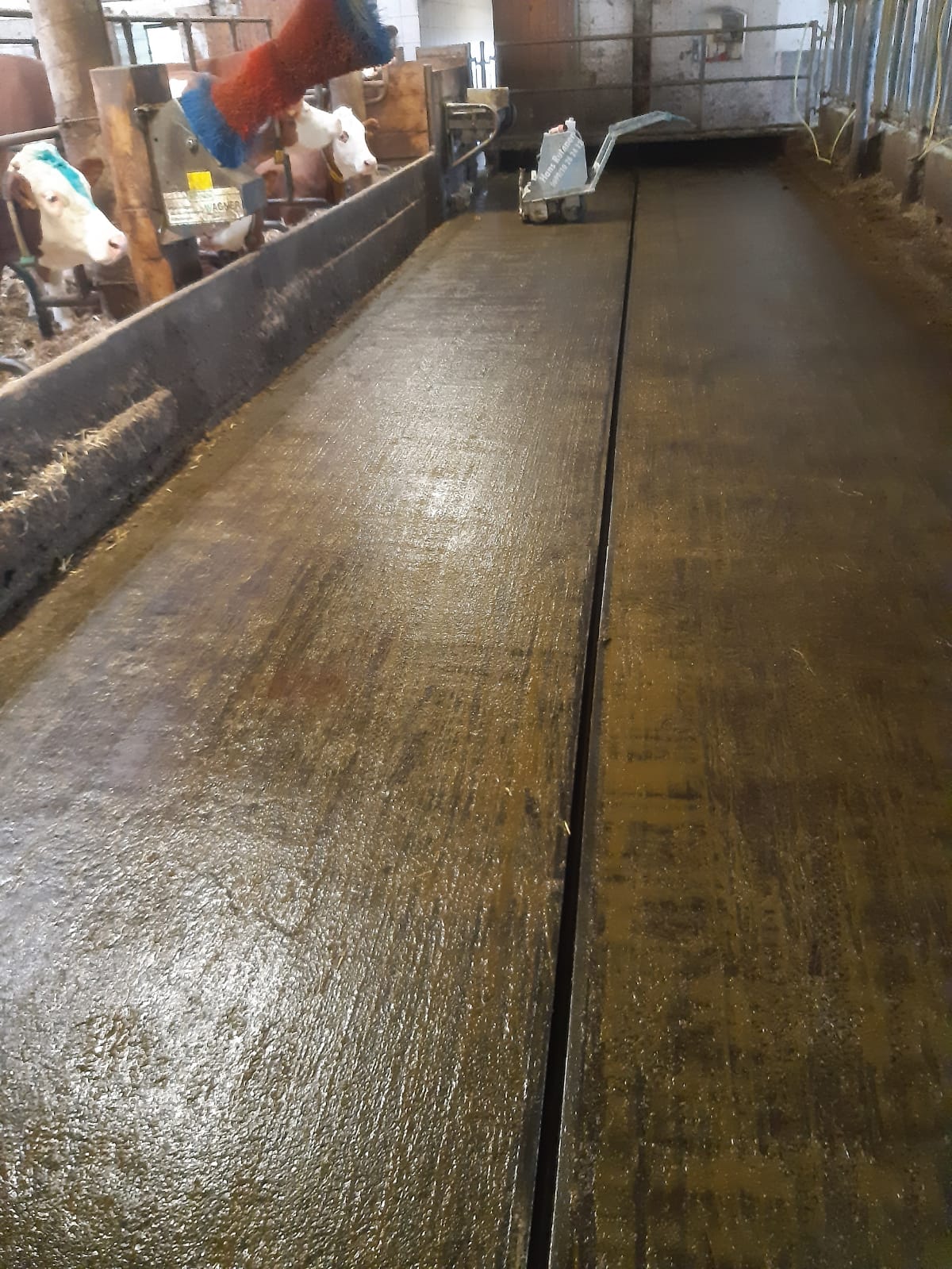 Aufrauen von Stallboden vorher | nachher Sanierung von Stallboden vorher | nachher