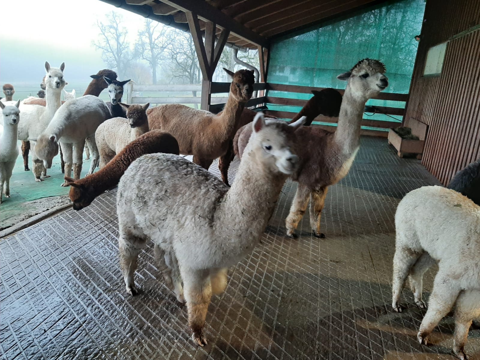 Laufflächen eines Alplakastalles +Lauffläche+Alpaka+ruther+saniert