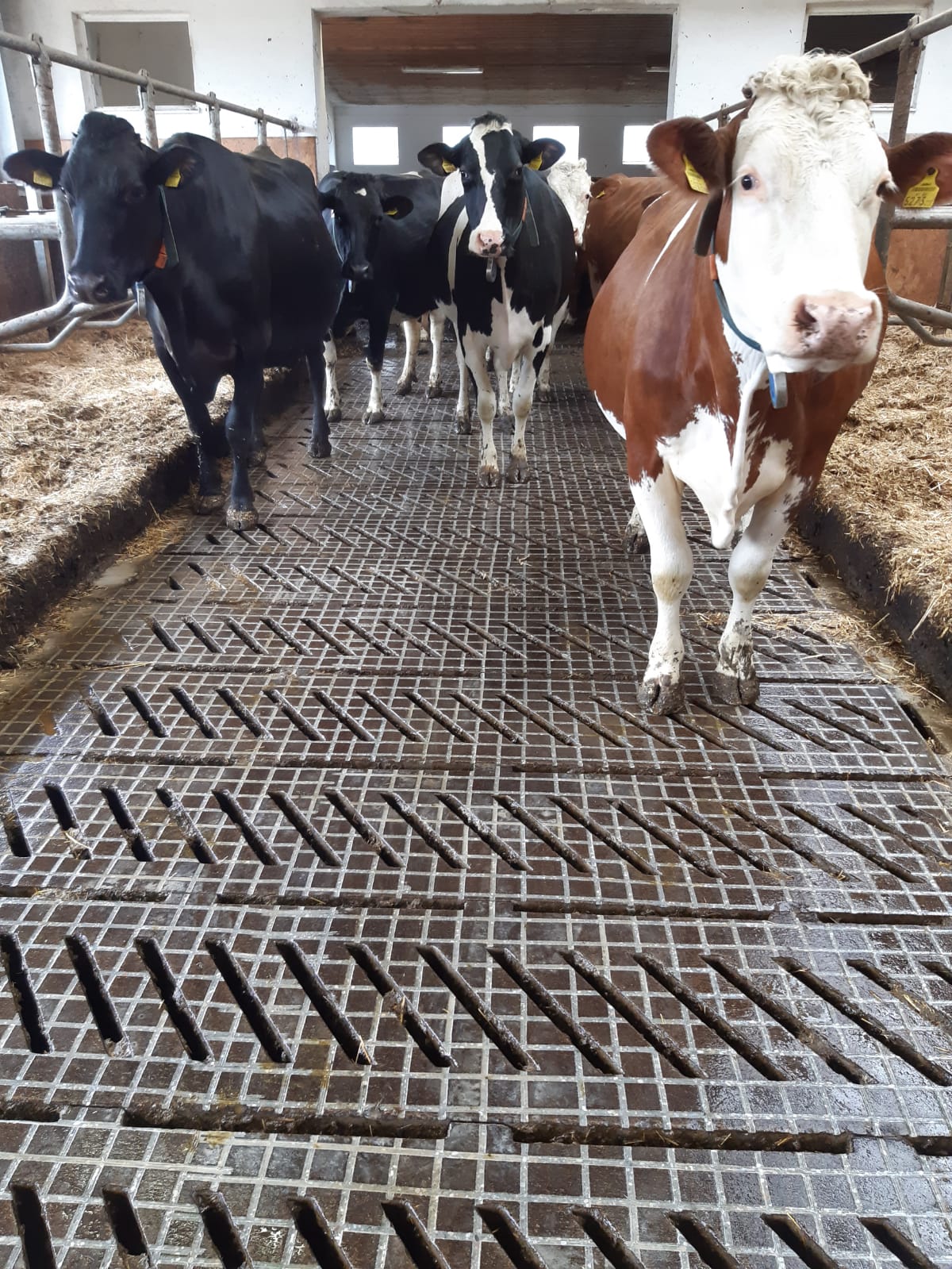 Sanierter Stallboden in der Steiermark Sanierter Stallboden in der Steiermark