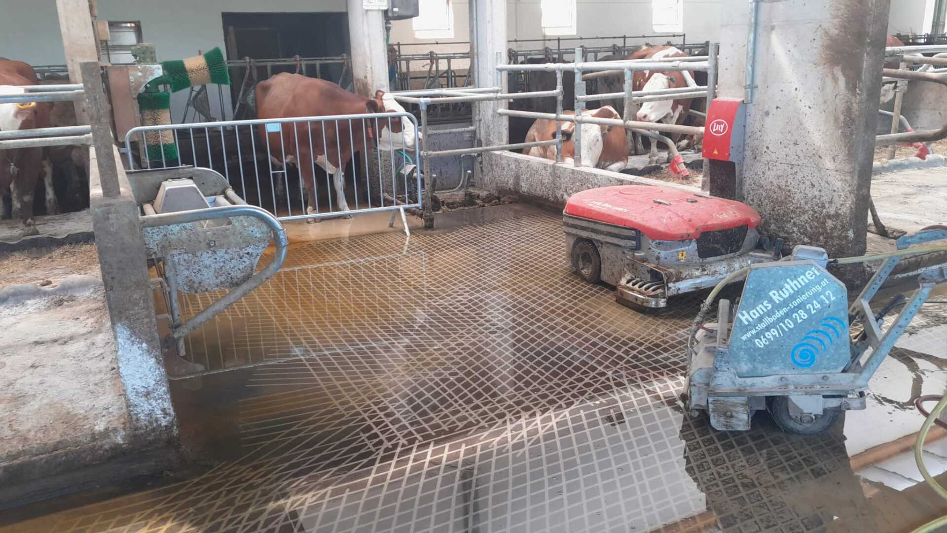 Saugroboter im Einsatz in einem Kuhstall