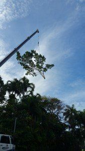 Tree Pulled By A Crane — Tree Services In Palmerston, NT