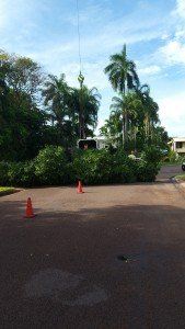 Cut Down Tree Lying On Pavement — Tree Services In Palmerston, NT