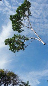 Huge Tree Branch — Tree Services In Palmerston, NT