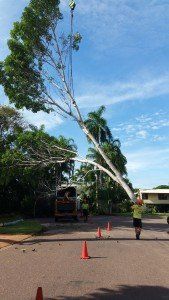 Worker Assisting On Moving A Tree — Tree Services In Palmerston, NT
