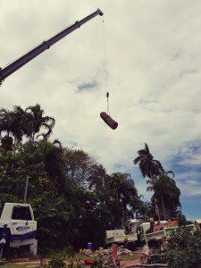 Tree Trunk — Tree Services In Palmerston, NT