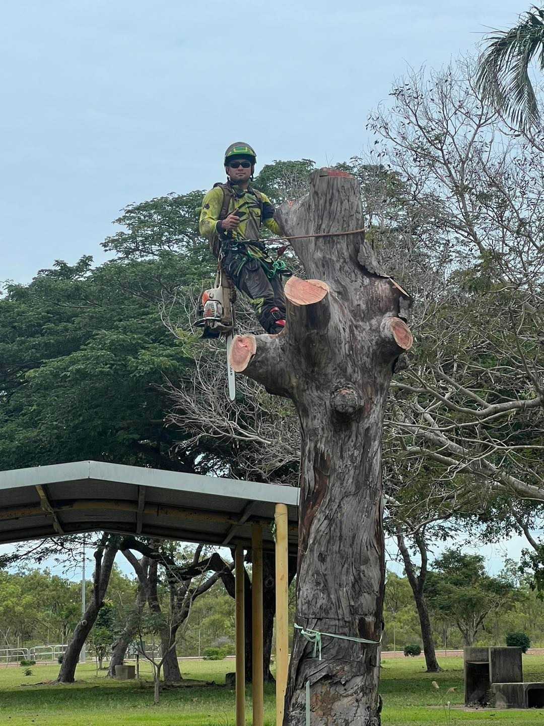 Tree Being Pulled — Tree Services In Palmerston, NT